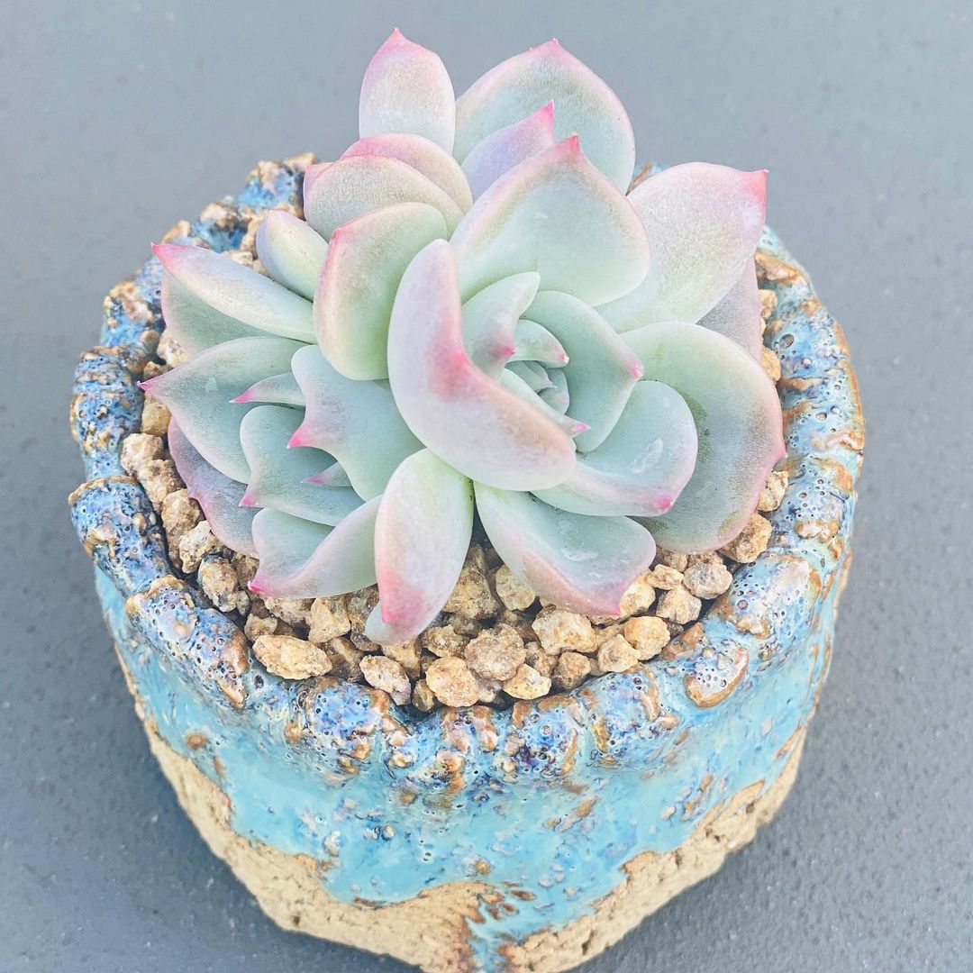 罗珊娜 Echeveria 'Rosanna'