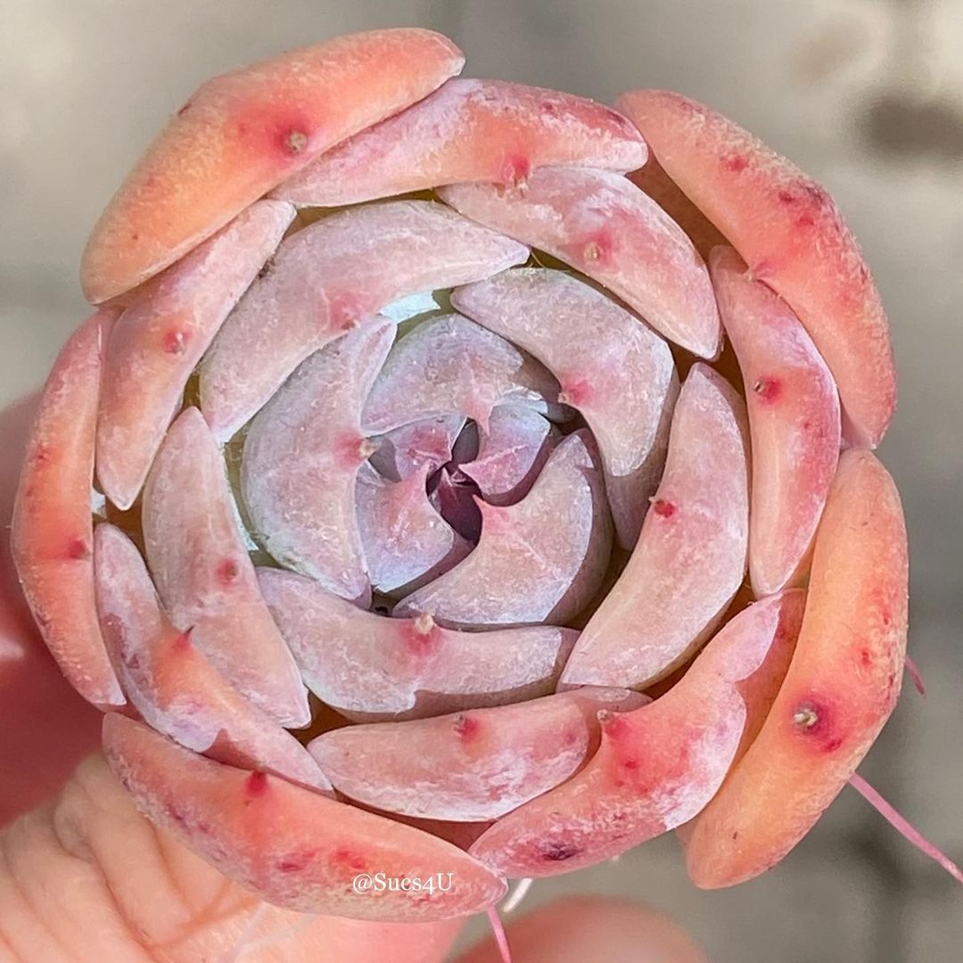 罗珊娜 Echeveria 'Rosanna'