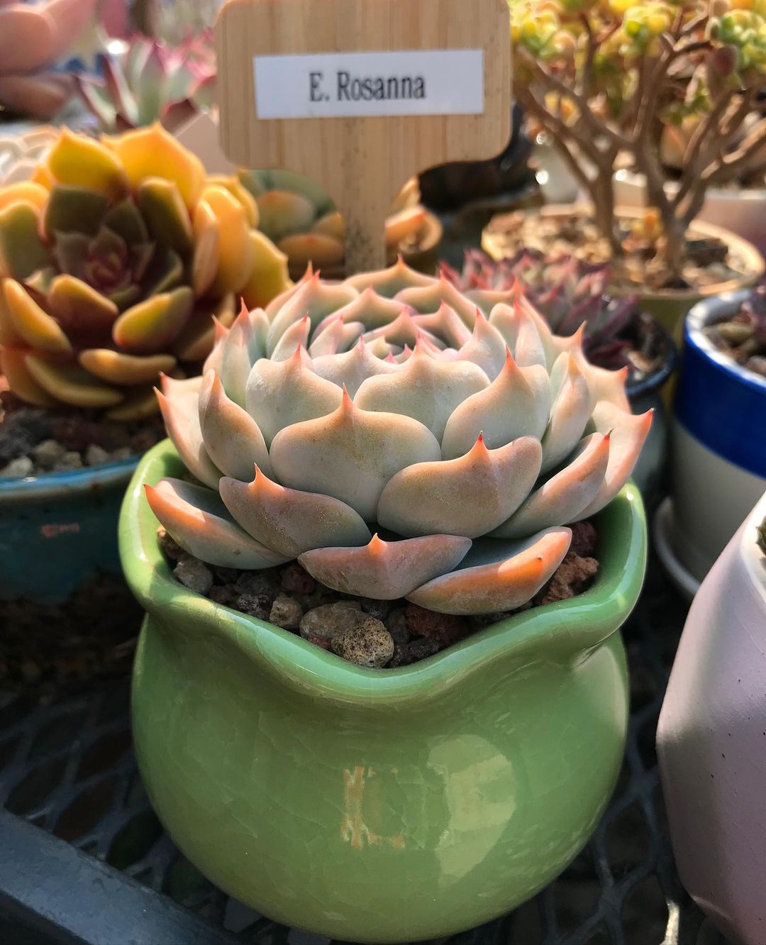 罗珊娜 Echeveria 'Rosanna'