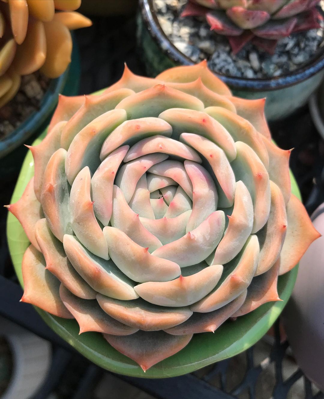 罗珊娜 Echeveria 'Rosanna'