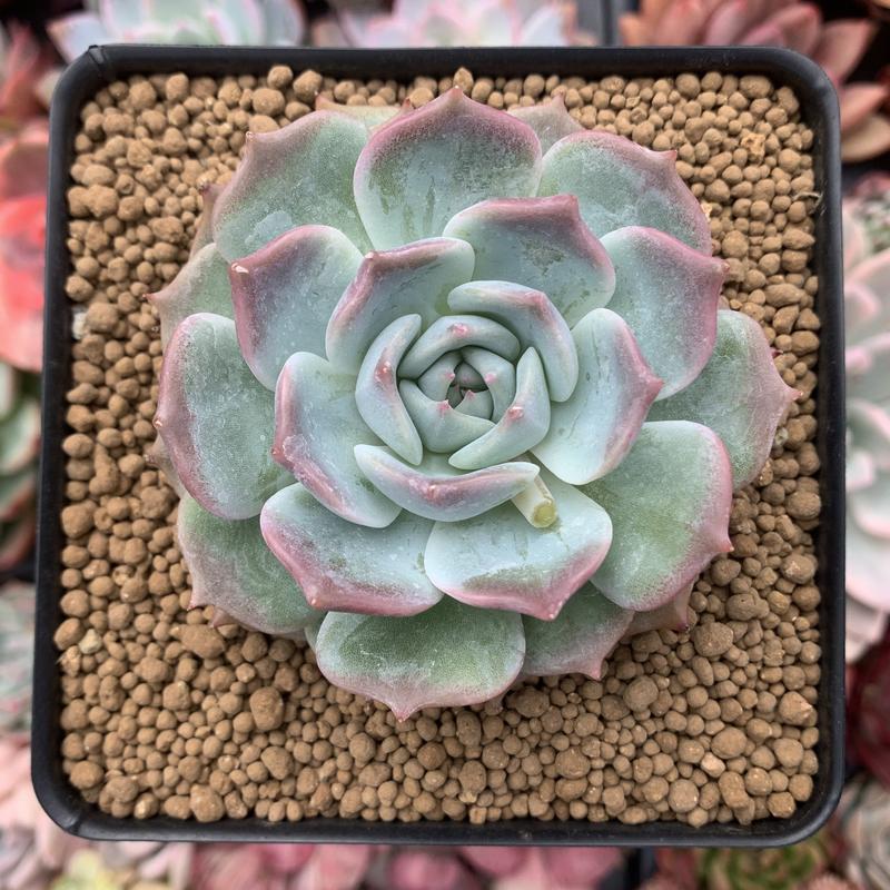 罗珊娜 Echeveria 'Rosanna'