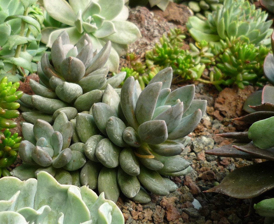 红桃A xGraptoveria 'Royal Flush'