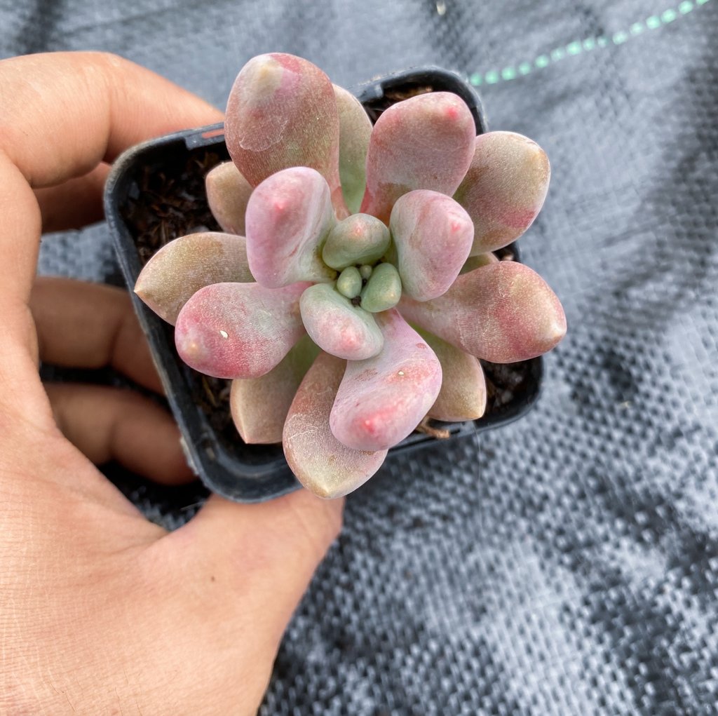 红桃A xGraptoveria 'Royal Flush'