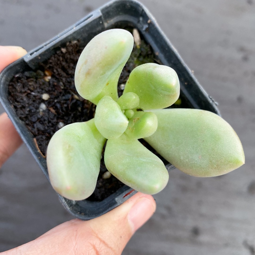 红桃A xGraptoveria 'Royal Flush'