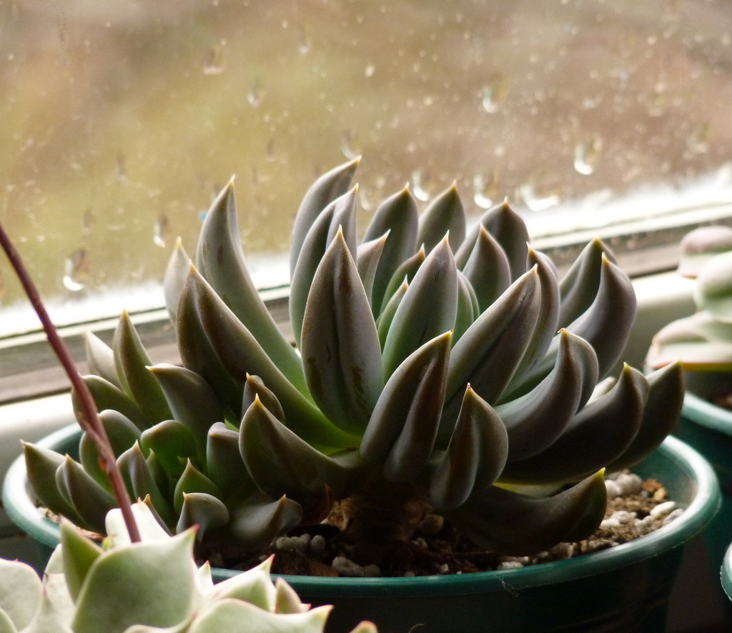 Echeveria 'Rumba'