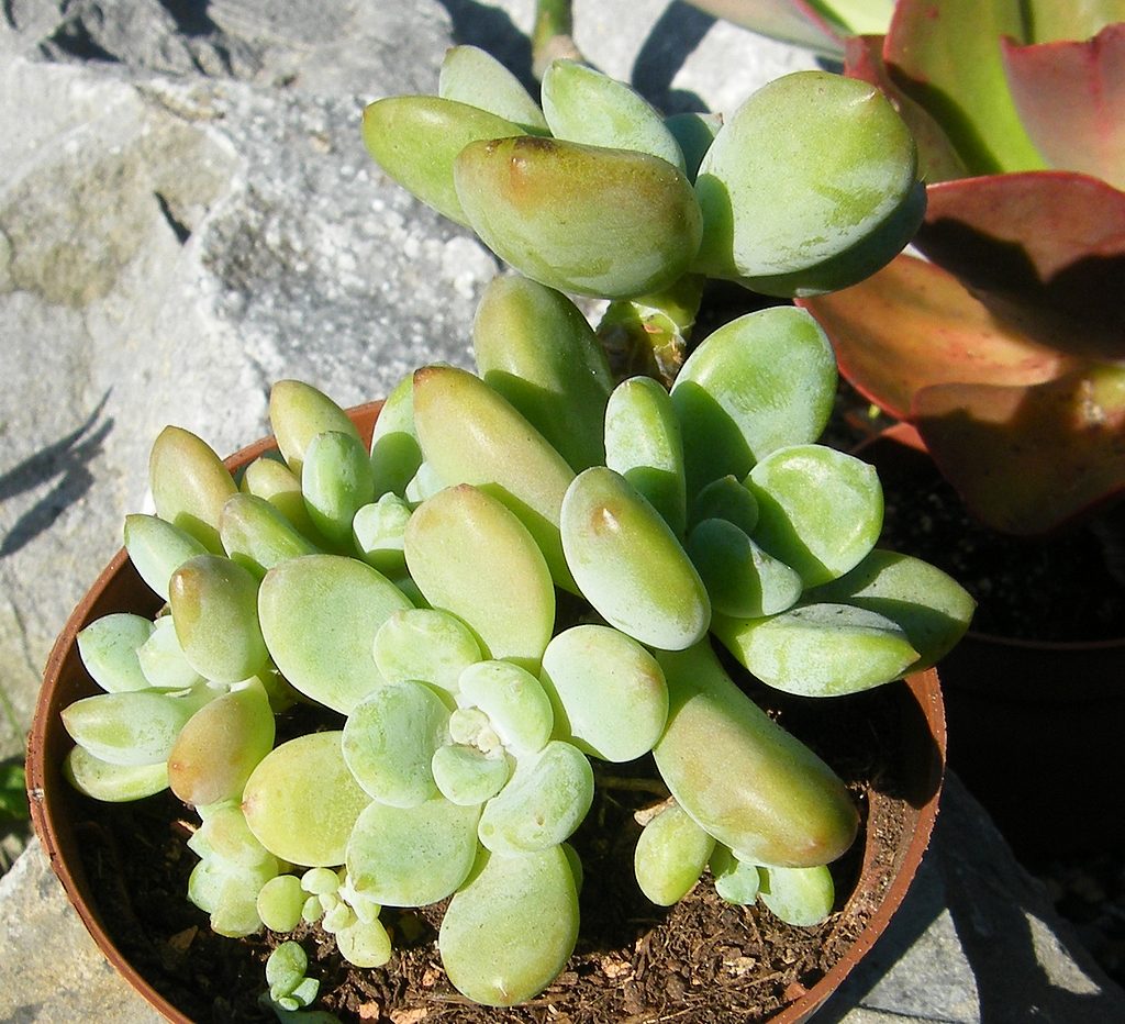 鲑鱼 xGraptosedum 'Salmon'