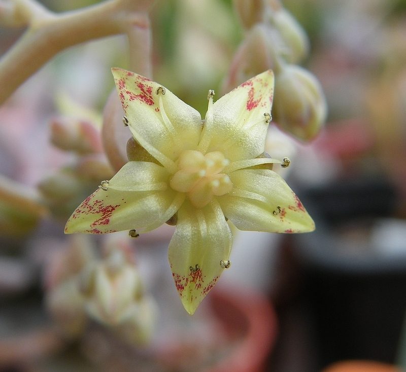 鲑鱼 xGraptosedum 'Salmon'