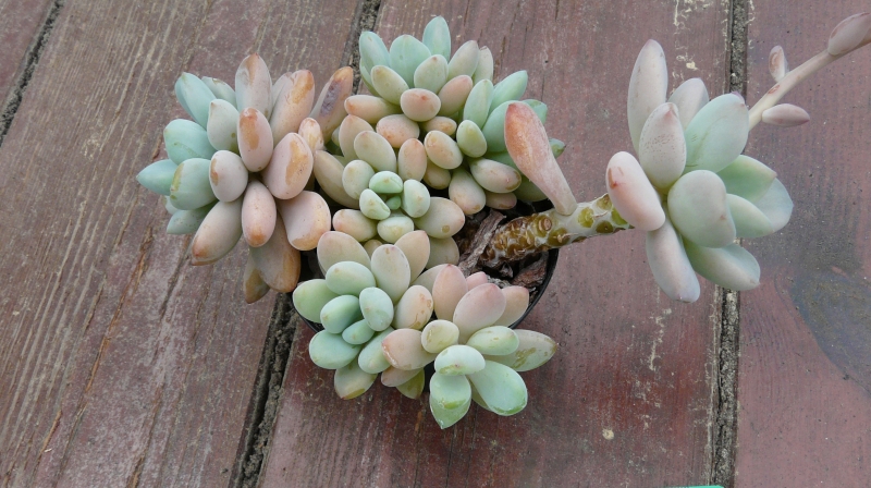 鲑鱼 xGraptosedum 'Salmon'