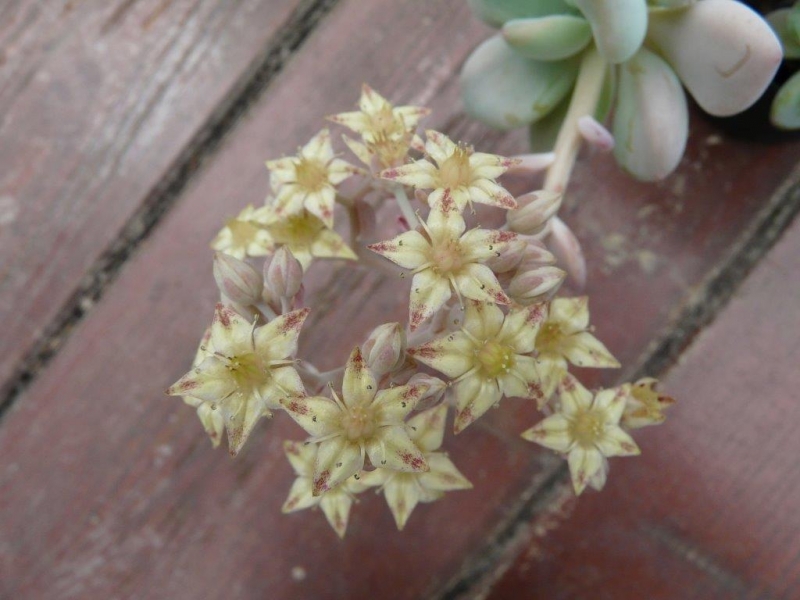 鲑鱼 xGraptosedum 'Salmon'