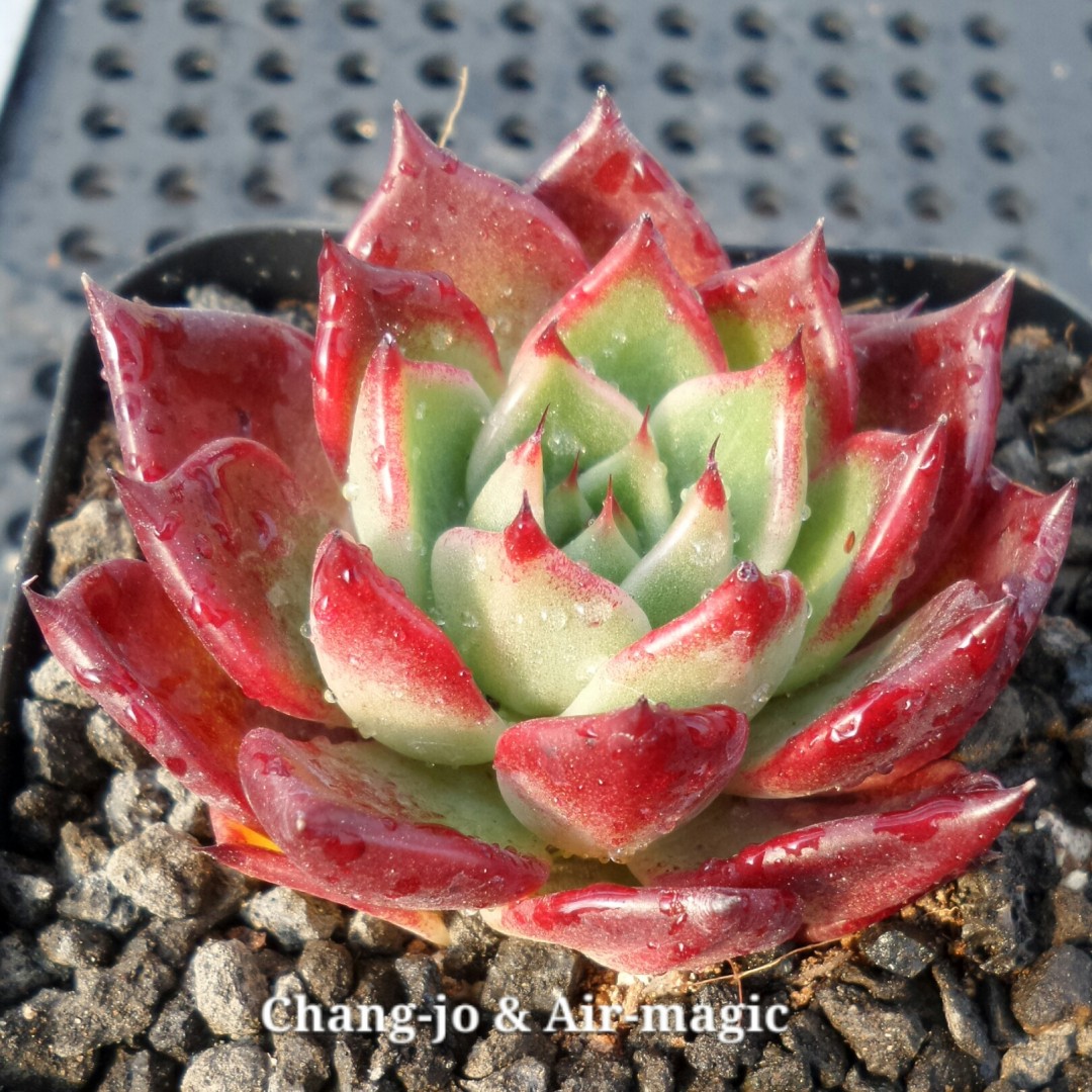 万圣夜？ Echeveria 'Sarabony'