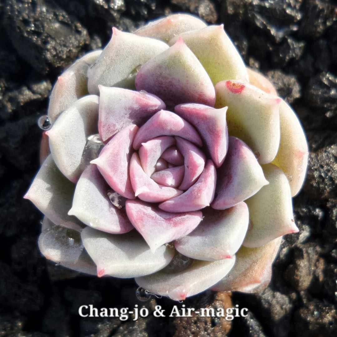 爱神 Echeveria 'Sarang'