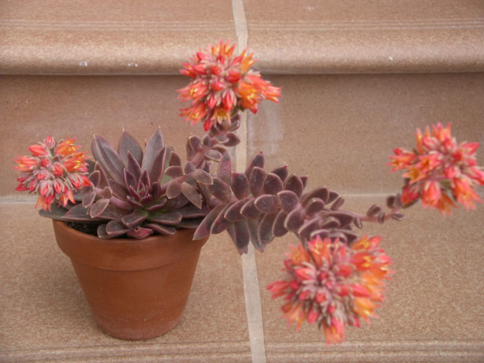 赛拉诺 Echeveria 'Serrana'