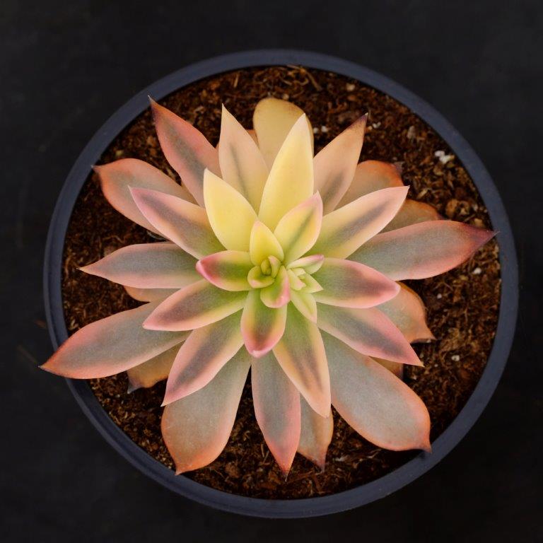 赛拉诺 Echeveria 'Serrana'