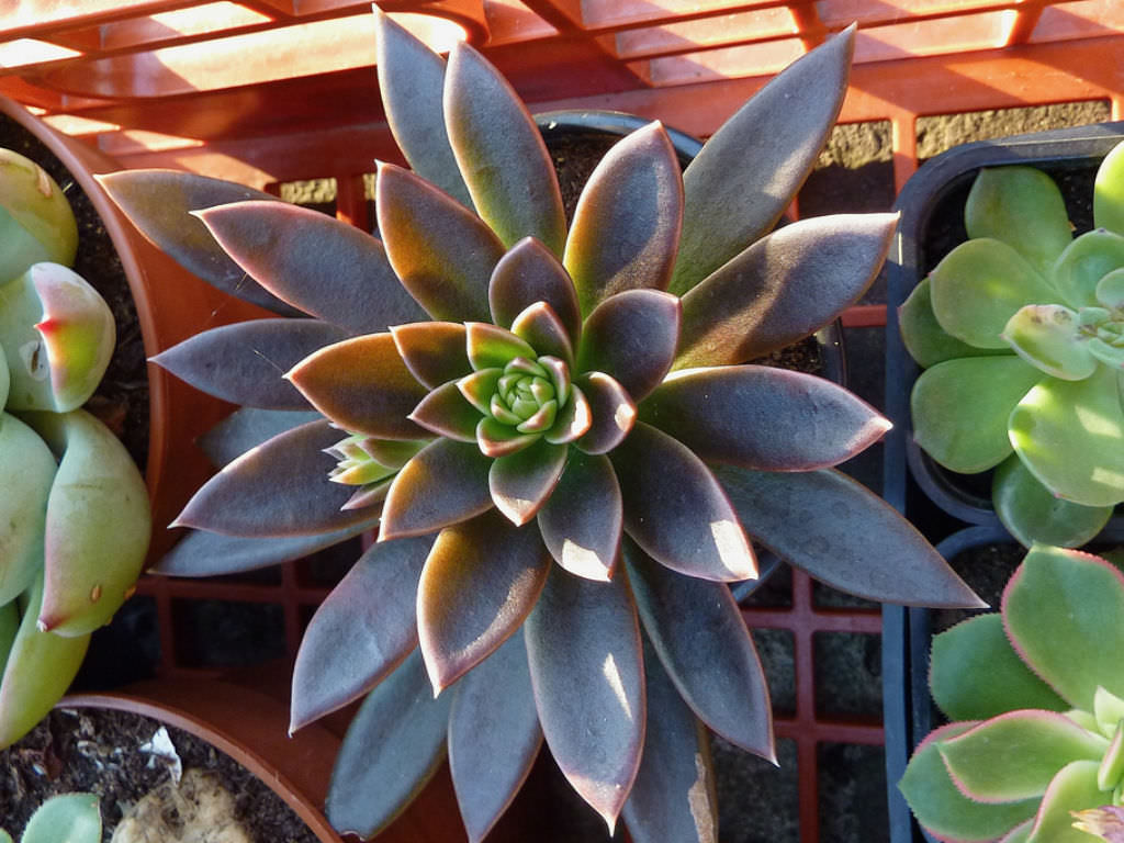 赛拉诺 Echeveria 'Serrana'