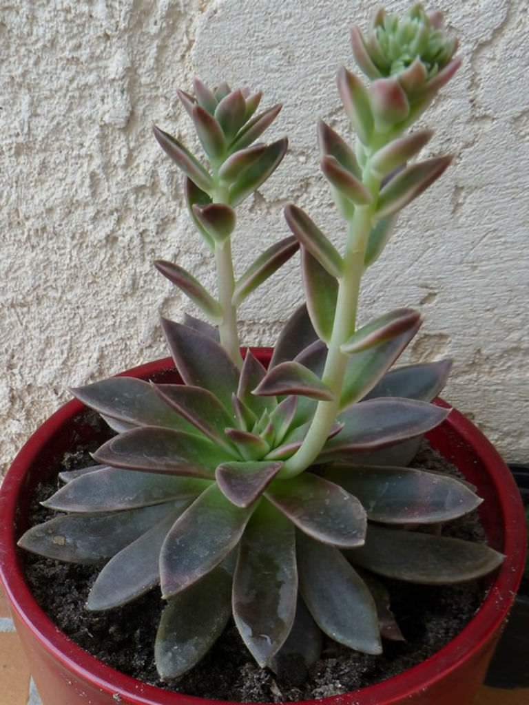 赛拉诺 Echeveria 'Serrana'