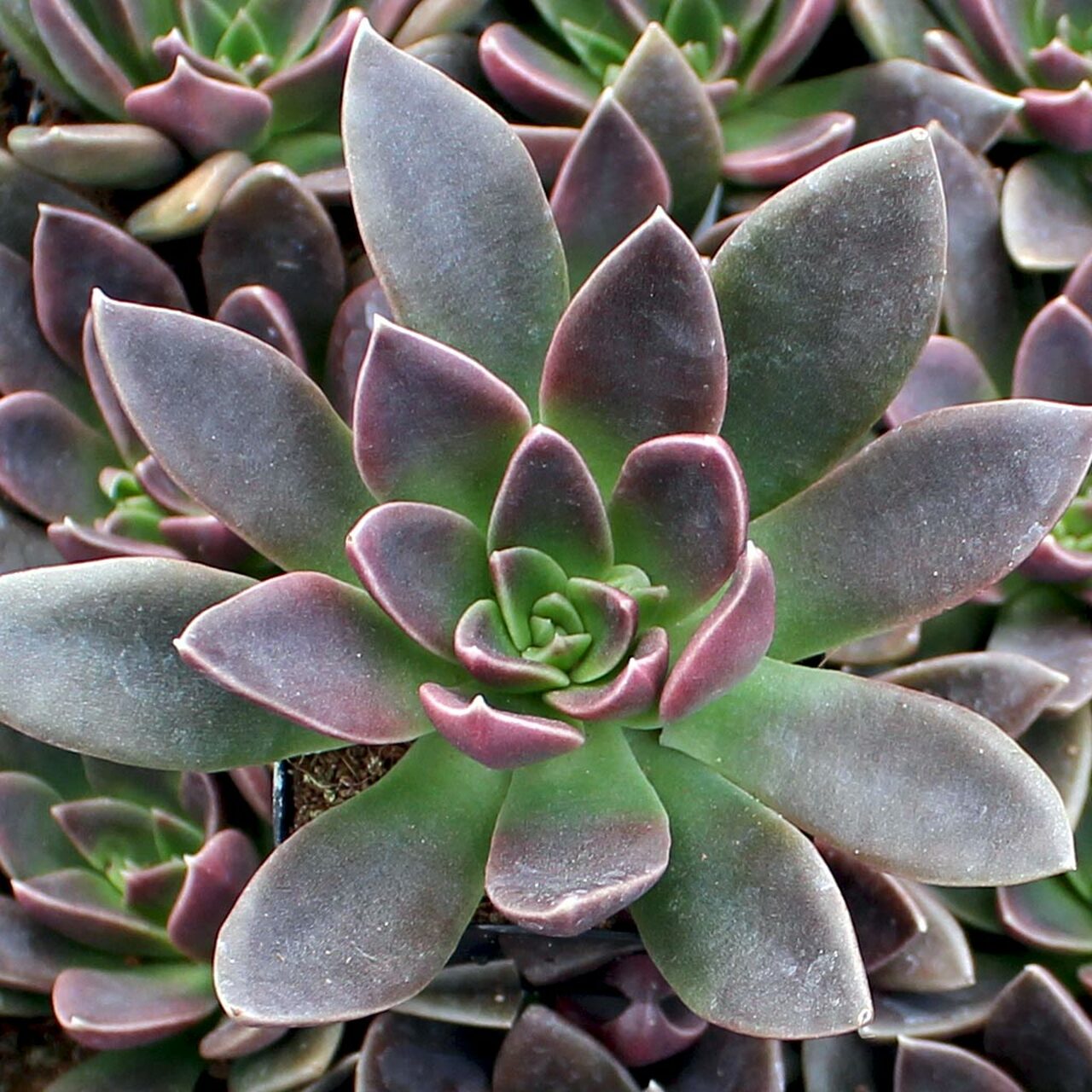 赛拉诺 Echeveria 'Serrana'