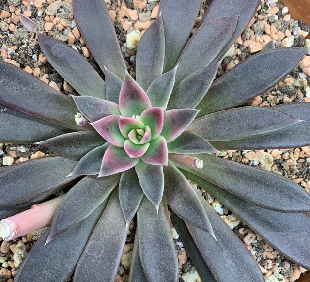 赛拉诺 Echeveria 'Serrana'