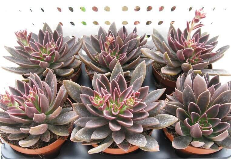 赛拉诺 Echeveria 'Serrana'