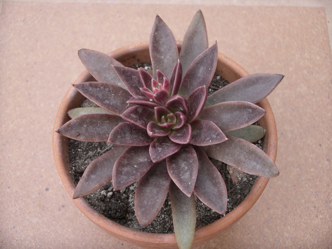 赛拉诺 Echeveria 'Serrana'