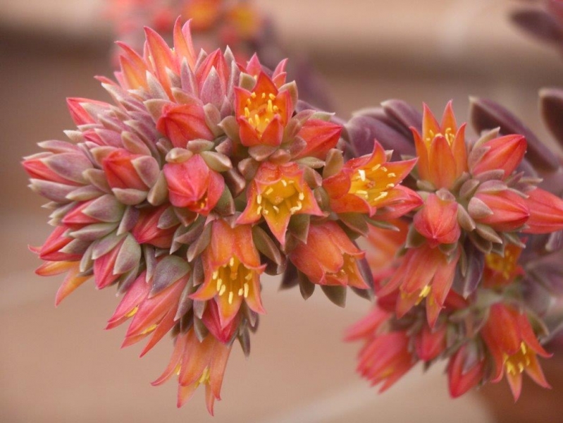 赛拉诺 Echeveria 'Serrana'