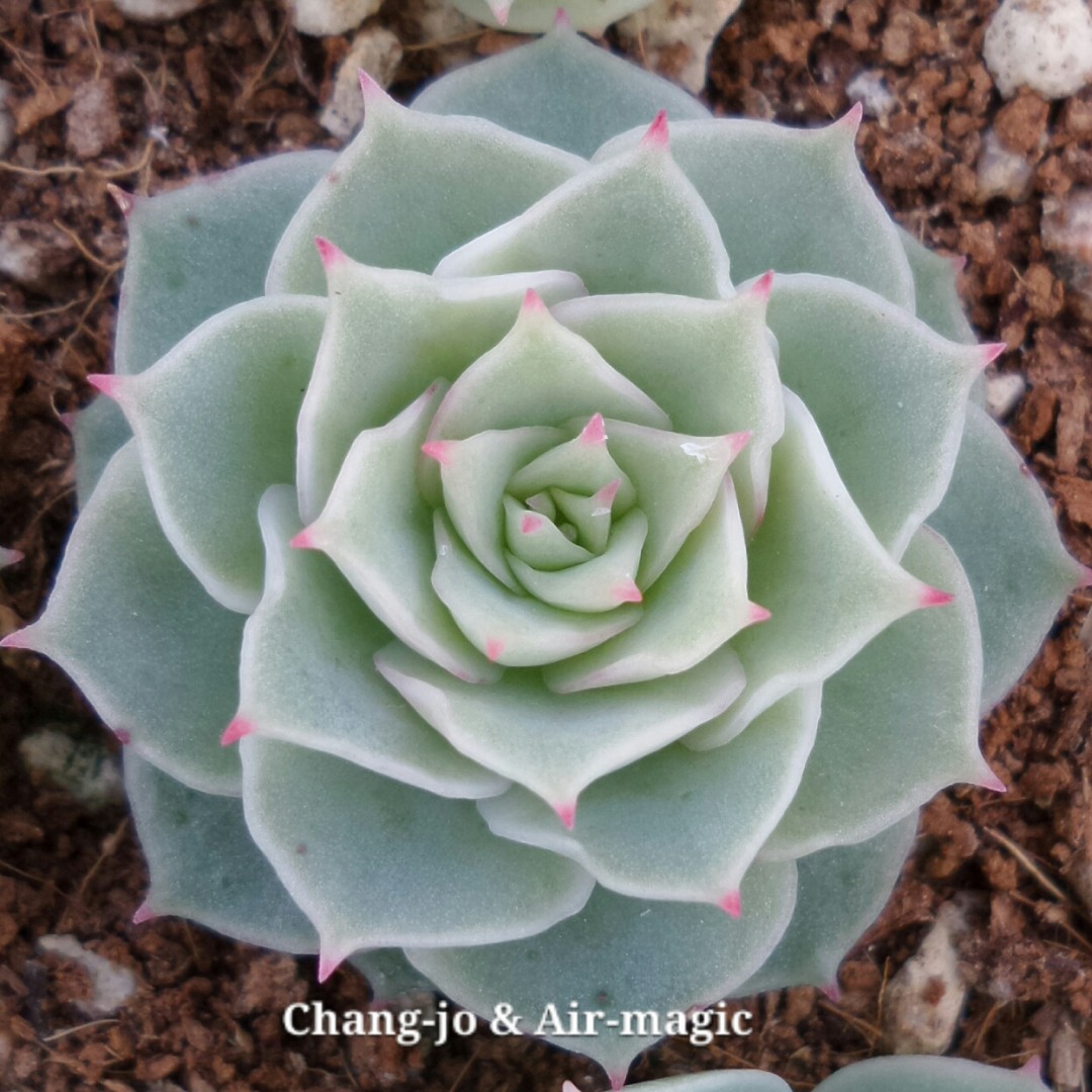 霜莲 Echeveria 'Soeri-yeon'