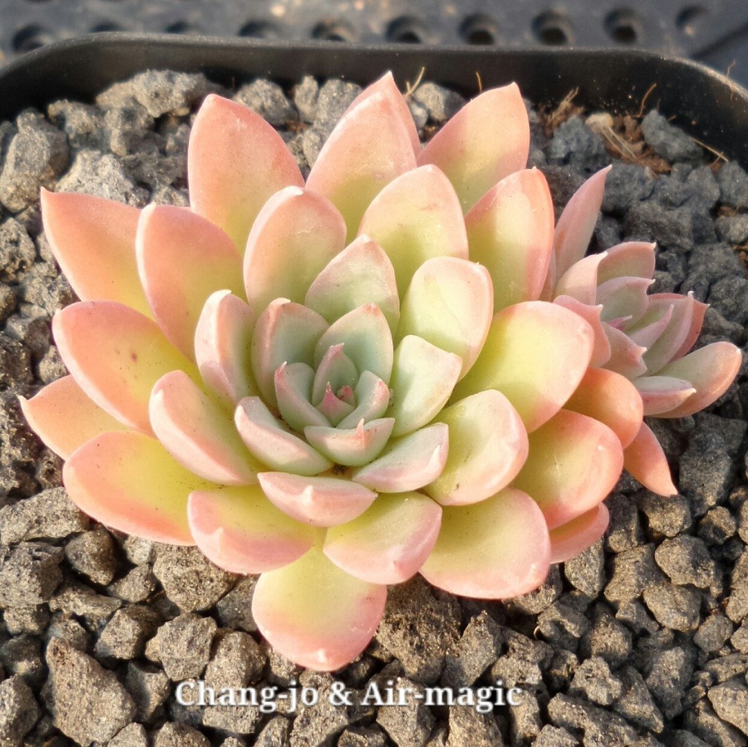 xGraptoveria 'Still Loving You'
