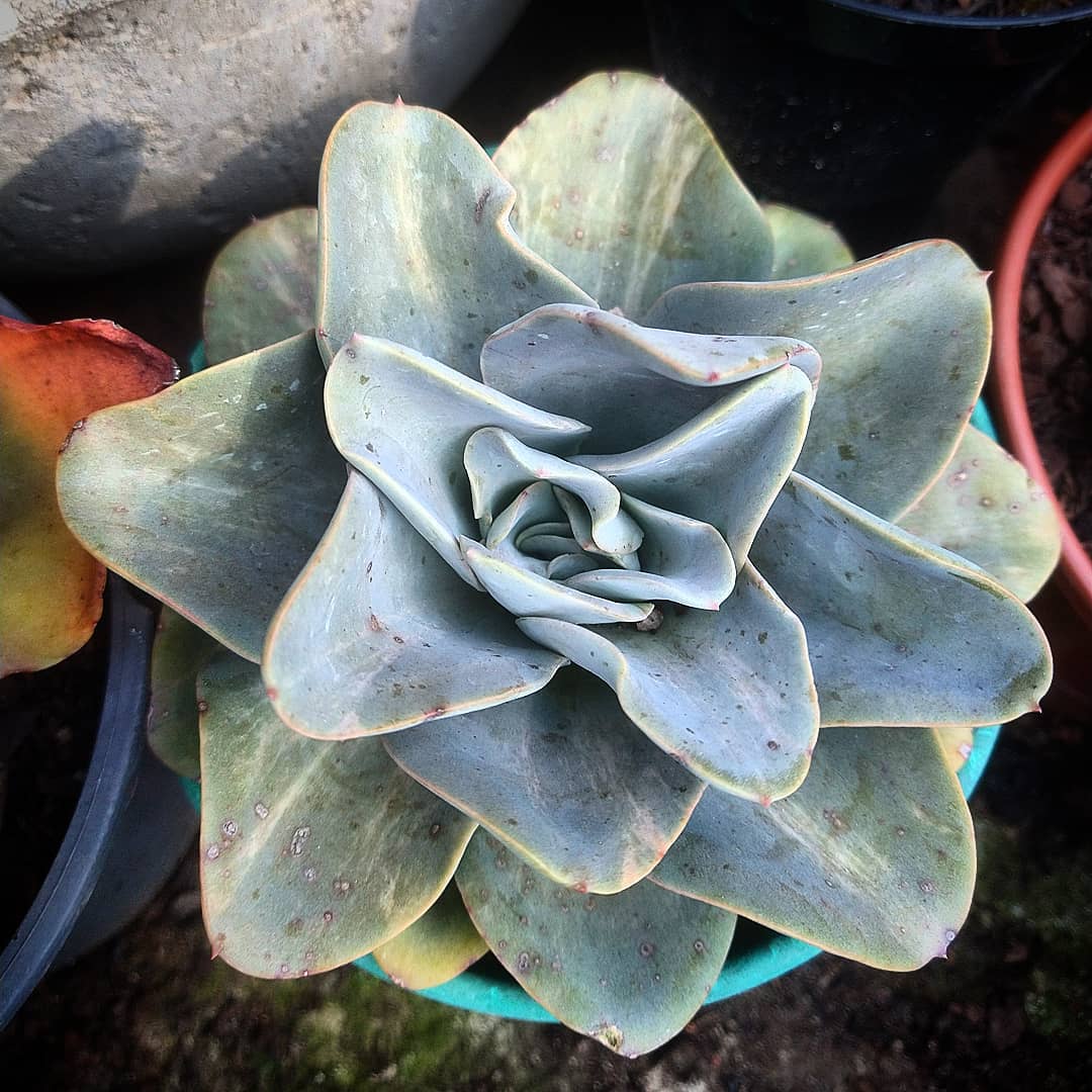 苏洛亚 Echeveria 'Susetta'