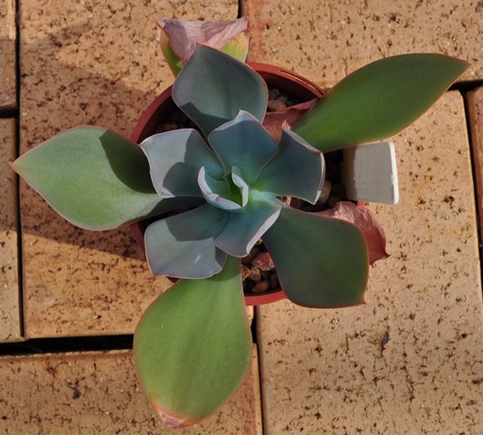 苏娜 Echeveria 'Suna'