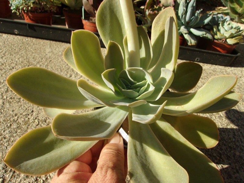 苏尼塔 Echeveria 'Sunita'