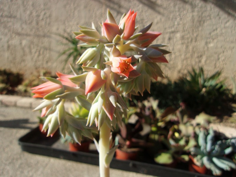 苏尼塔 Echeveria 'Sunita'