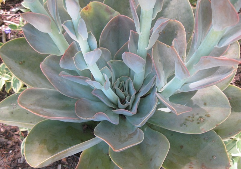 苏尼塔 Echeveria 'Sunita'