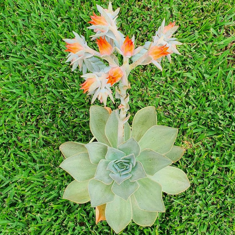 苏尼塔 Echeveria 'Sunita'