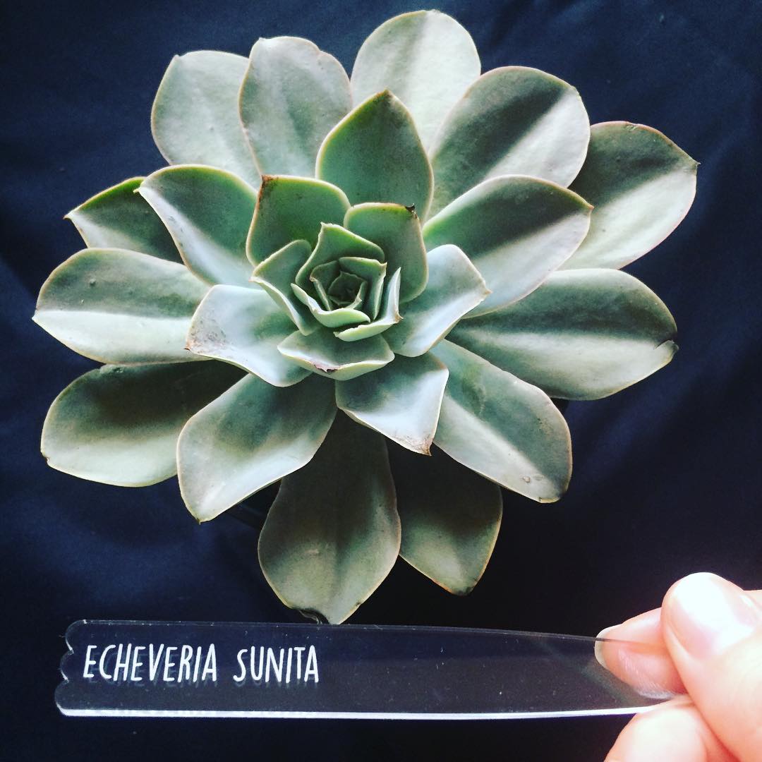 苏尼塔 Echeveria 'Sunita'