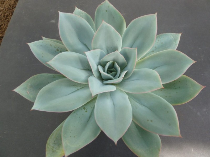 苏塞塔 Echeveria 'Susetta'