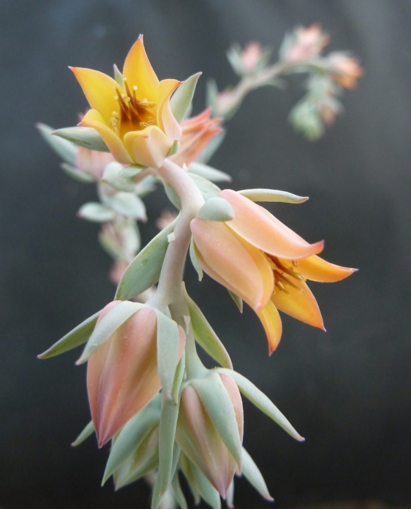 苏塞塔 Echeveria 'Susetta'