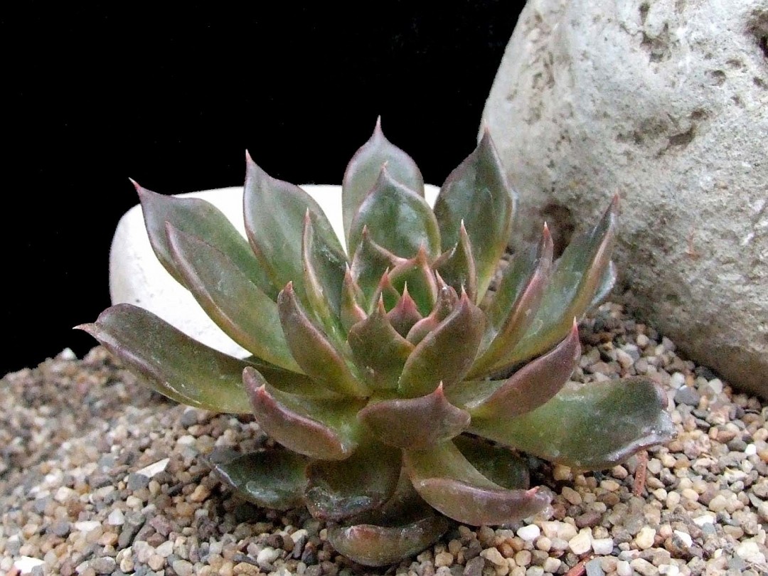 Echeveria 'Tingdene'