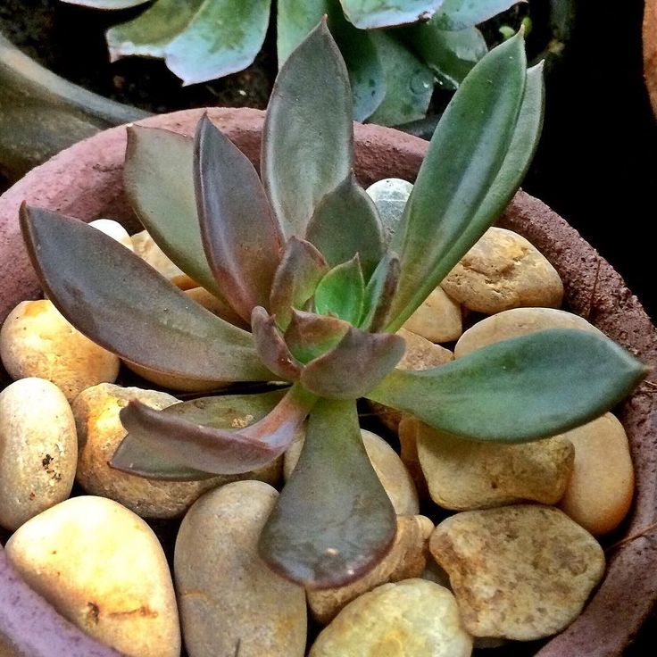 廷塔 Echeveria 'Tinta'