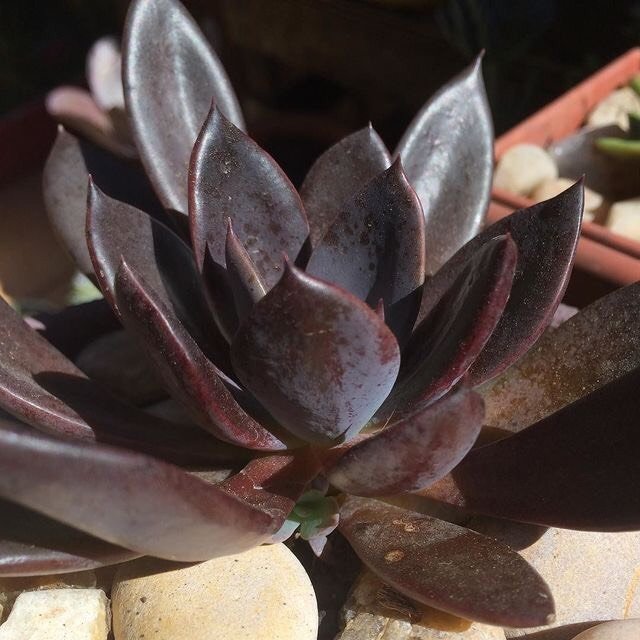 廷塔 Echeveria 'Tinta'