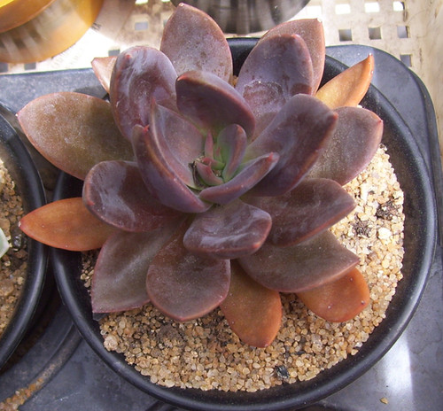 廷塔 Echeveria 'Tinta'