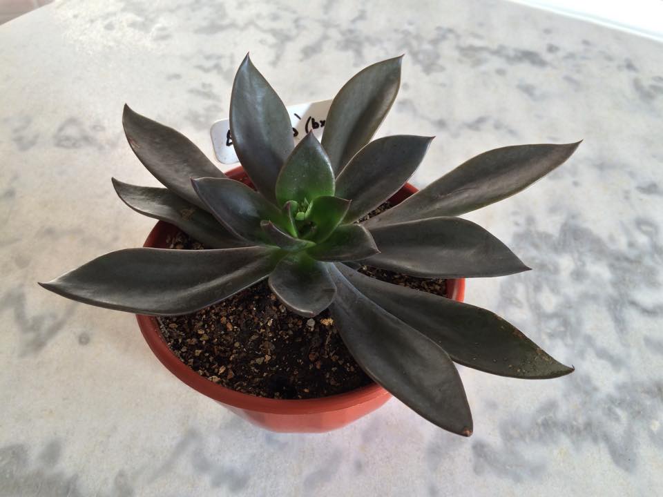 廷塔 Echeveria 'Tinta'