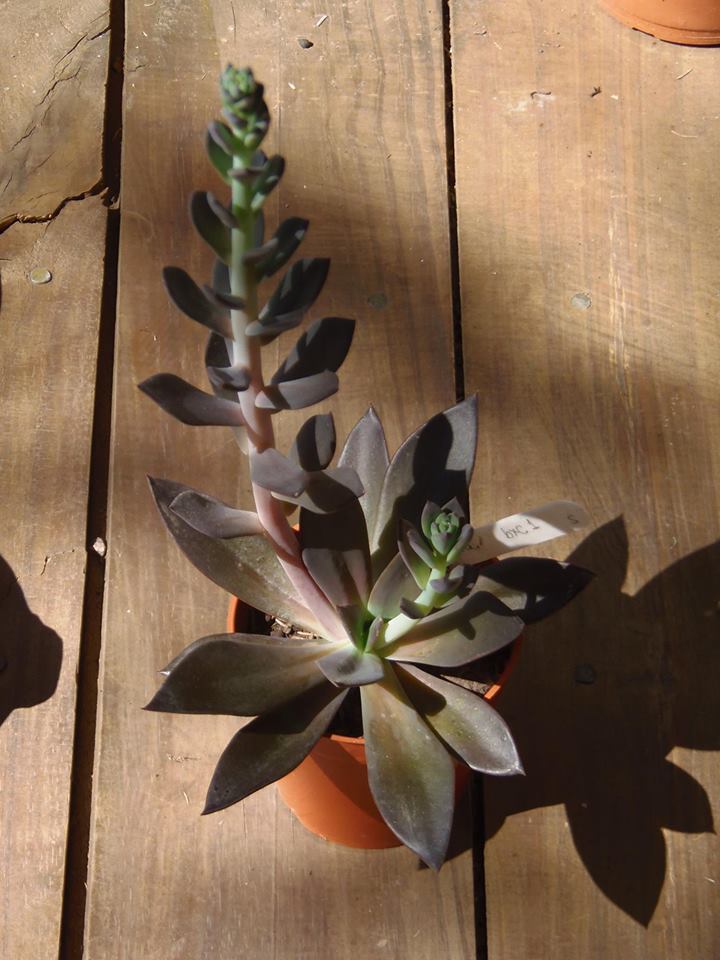 廷塔 Echeveria 'Tinta'