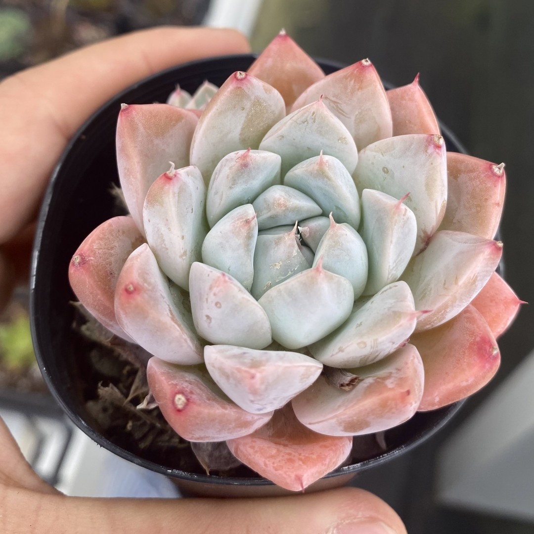 彼岸花 Echeveria 'Alabaster Magic'