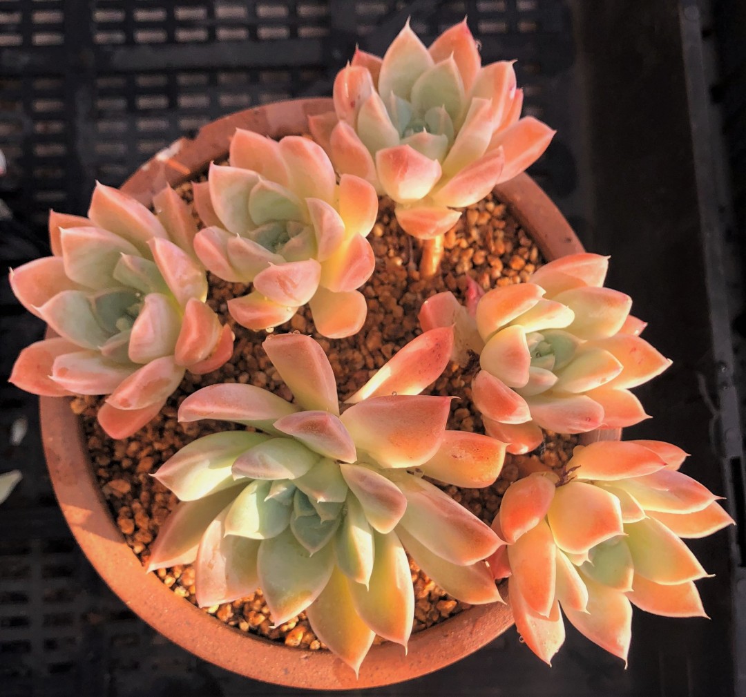 彼岸花 Echeveria 'Alabaster Magic'