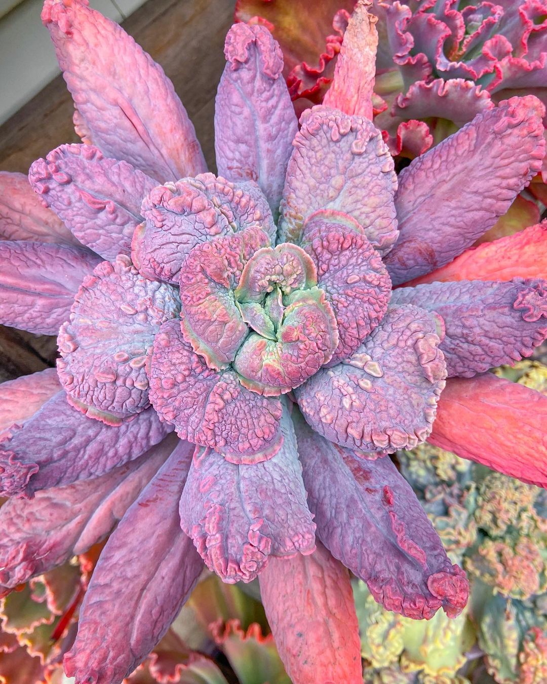 Echeveria Linguas