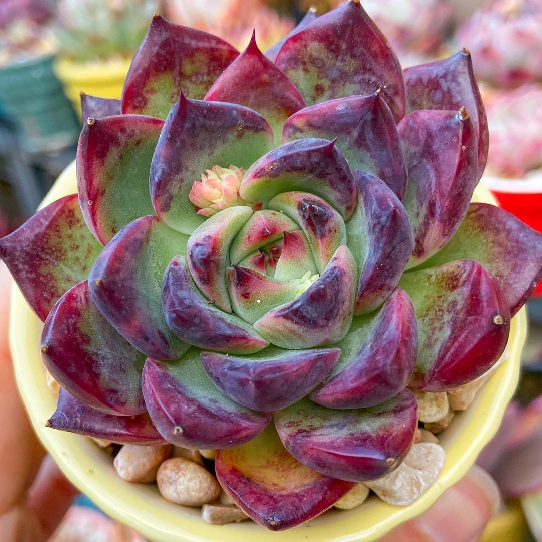 Echeveria Fire Pillar