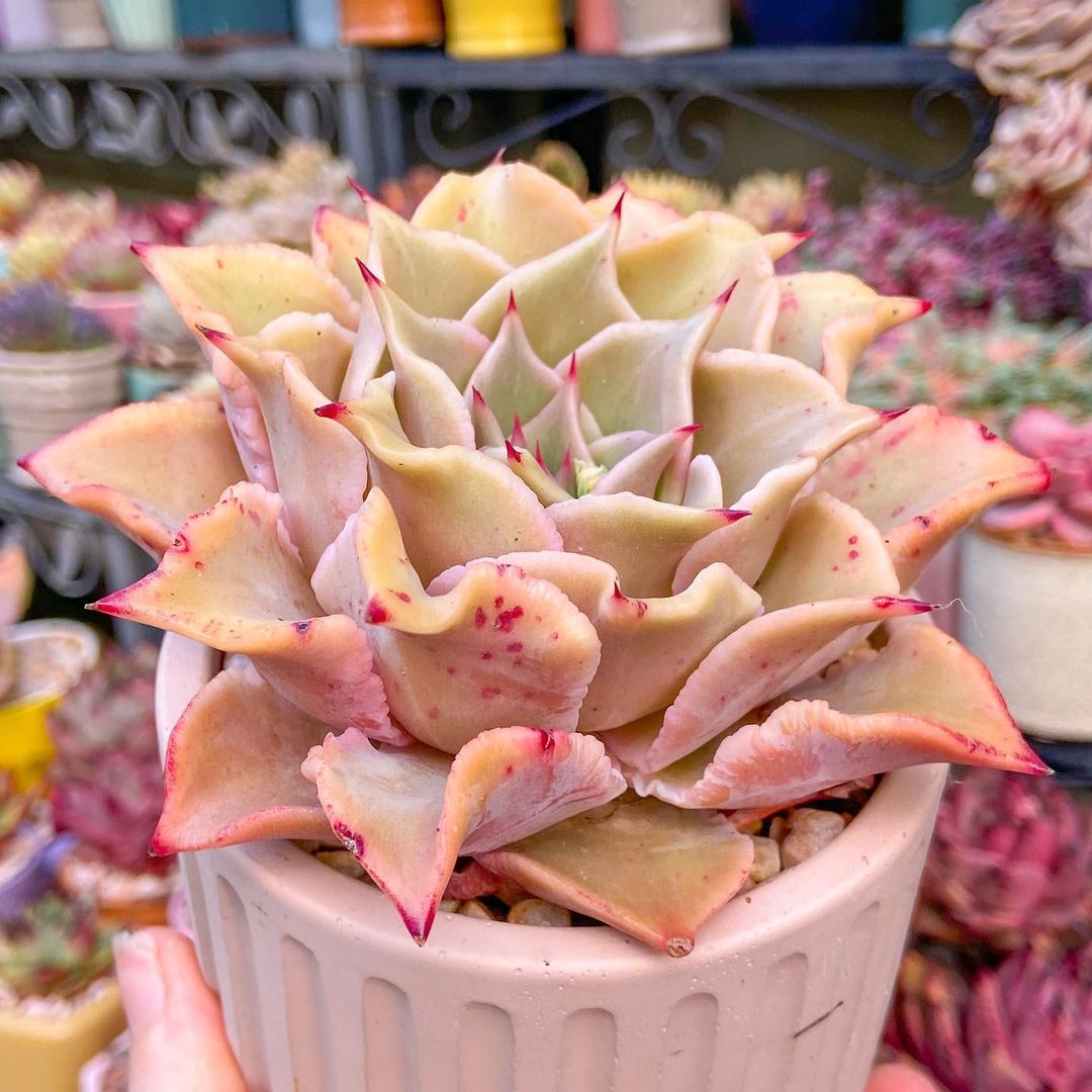Echeveria madiba