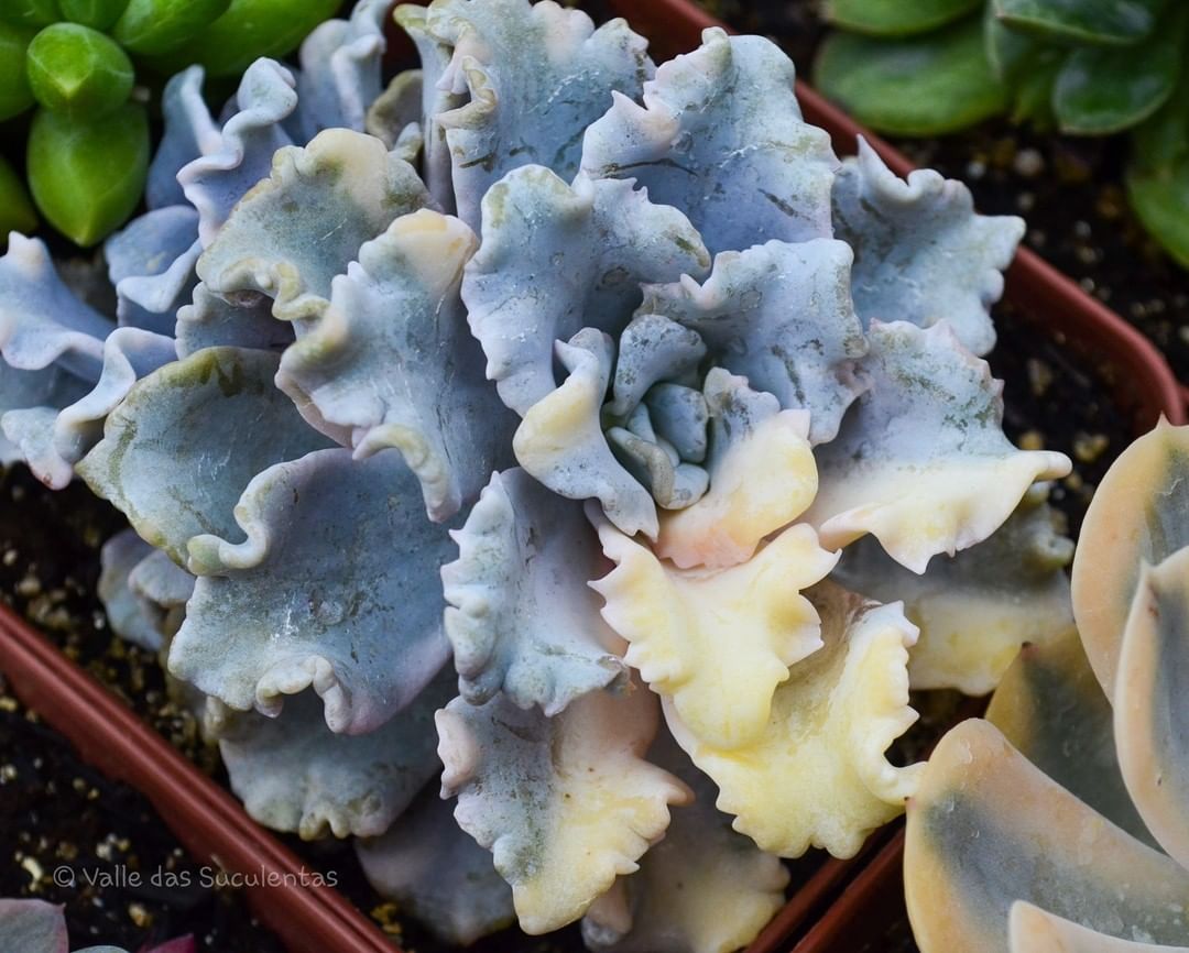 芭蕾舞 Echeveria 'Crispate Beauty'