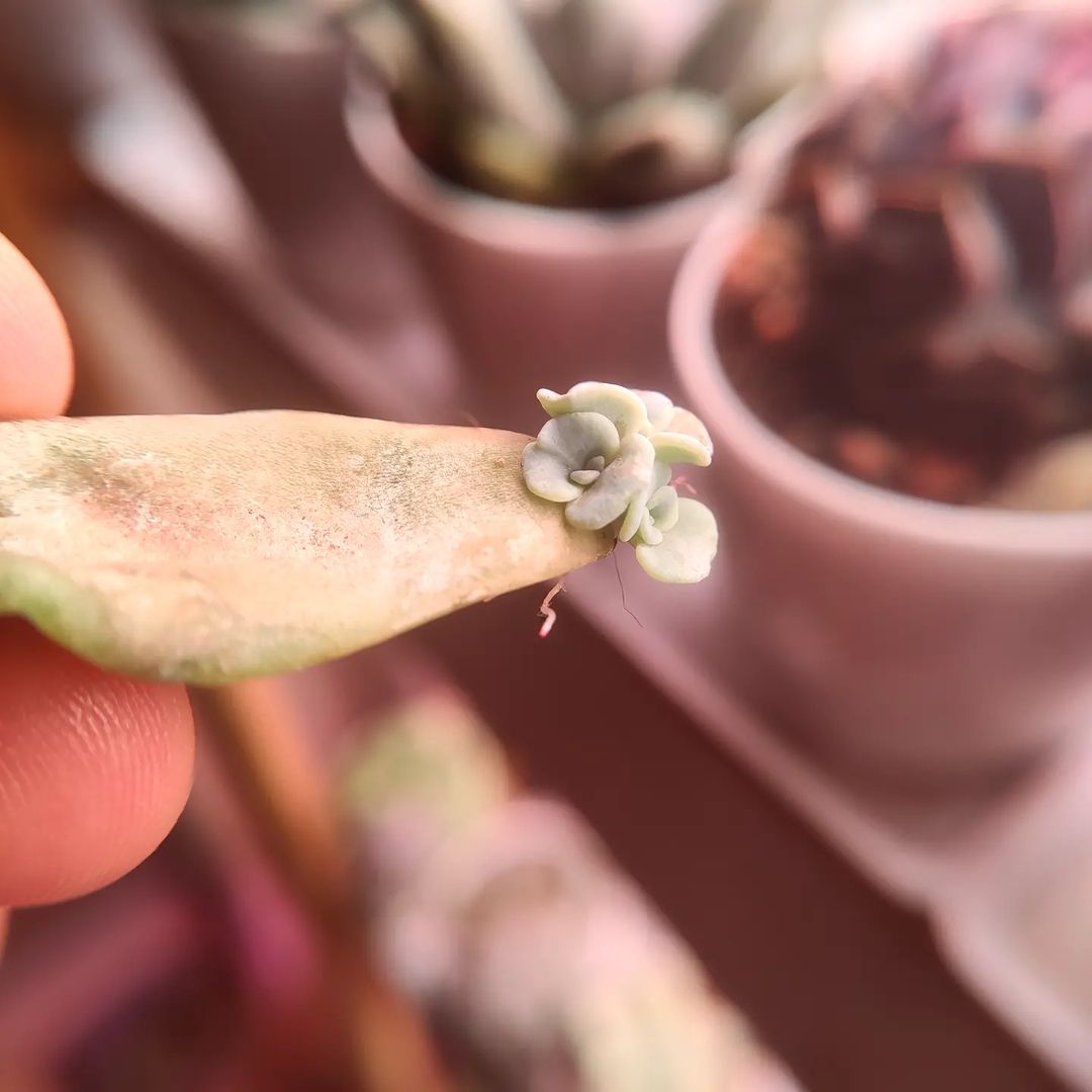 芭蕾舞 Echeveria 'Crispate Beauty'