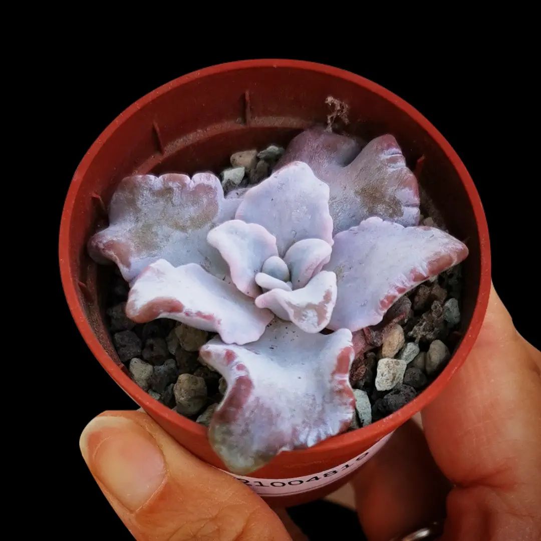 芭蕾舞 Echeveria 'Crispate Beauty'