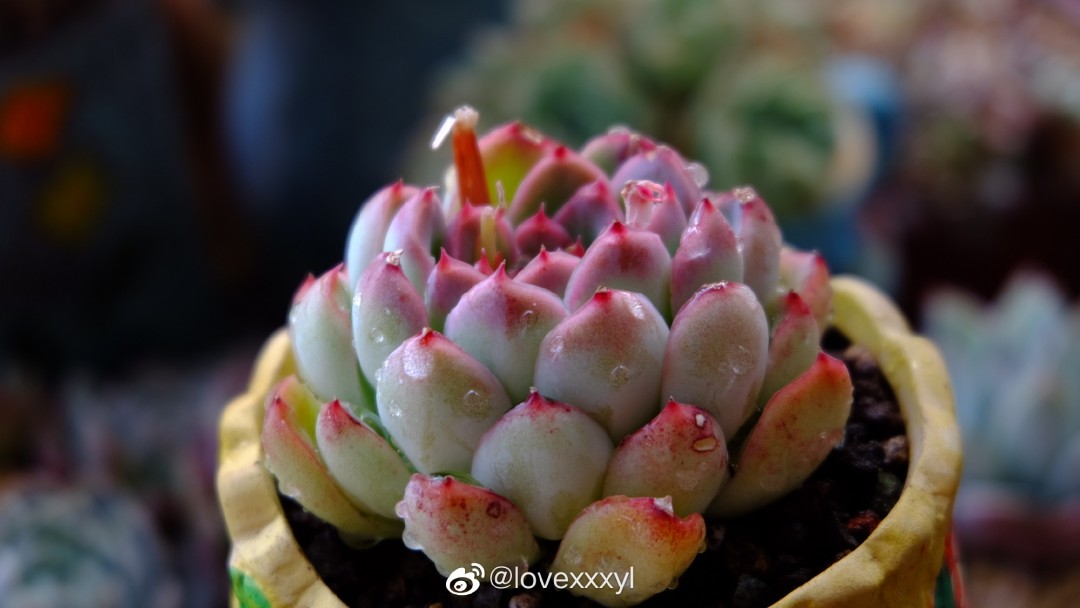 彼岸花 Echeveria 'Alabaster Magic'